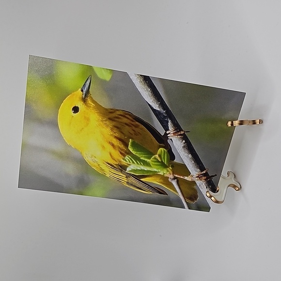 4x6‎ Yellow Warbler Bird Photography Oil Painting Art Print - Picture 4 of 4